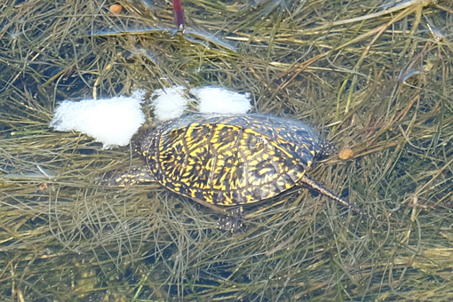 Kaiafas Schildkröten